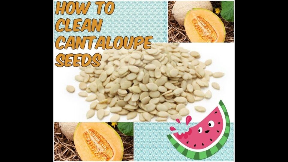 How To Clean A Cantaloupe