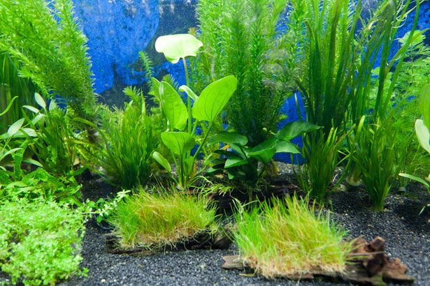 Aquarium Plants How To Clean Silk Aquarium Plants