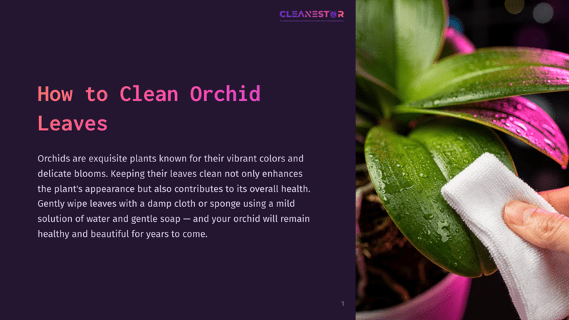 1 How To Clean Orchid Leaves A Hand Gently Wipes The Glossy Leaves Of A Vibrant Orchid Plant With A White Cloth. The Image Features A Close-Up Of The Plant'S Leaves, Which Have A Glossy Texture And Are Adorned With A Few Droplets Of Water, Emphasizing The Importance Of Cleanliness For Orchid Health.