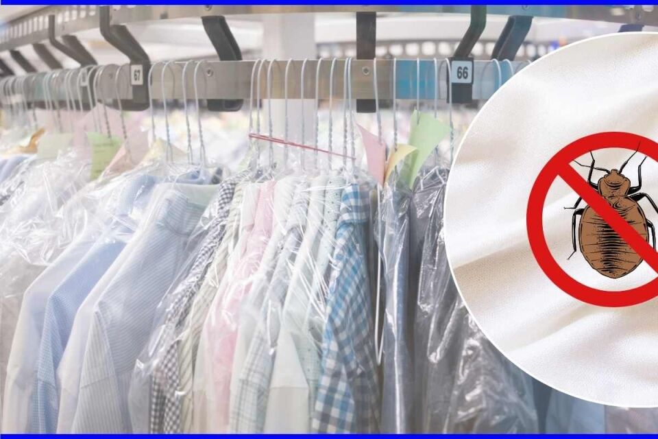 Drycleaning Kills Bed Bugs Does Dry Cleaning Remove Bed Bugs