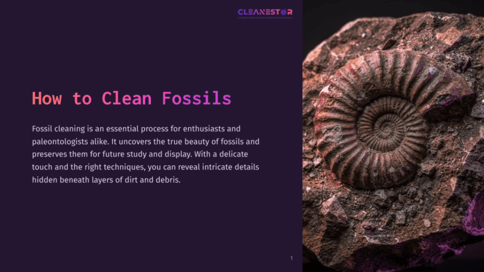 1 How To Clean Fossils A Fossilized Ammonite, A Prehistoric Marine Creature, Is Embedded In A Rough, Dark Rock. The Ammonite Displays Intricate Spiral Patterns, Illuminated By A Subtle Purple Light, Hinting At The Beauty Revealed Through Fossil Cleaning.