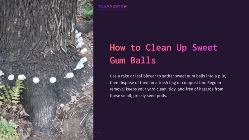 1 How To Clean Up Sweet Gum Balls White Paper Cups Filled With Sweet Gum Balls Are Lined Up Around The Base Of A Large Tree Trunk, With A Fern In The Foreground. The Cleanestor Logo Is Visible At The Top Of The Image.