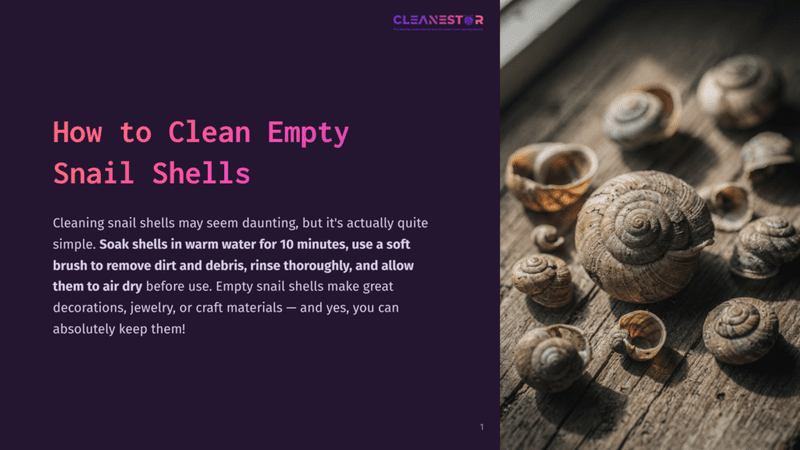 1 How To Clean Empty Snail Shells A Collection Of Empty Snail Shells Of Various Sizes Arranged On A Rustic Wooden Surface. Some Shells Are Tightly Coiled, While Others Are More Open, Showcasing Their Natural Textures And Earthy Tones.