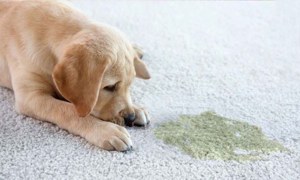 Does Steam Cleaning Remove Smells