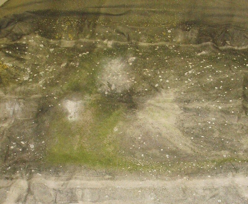 Boat Top Moss How To Clean Boat Carpet Mold