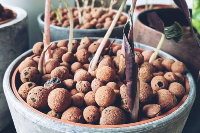 Leca In Pot How To Clean Leca