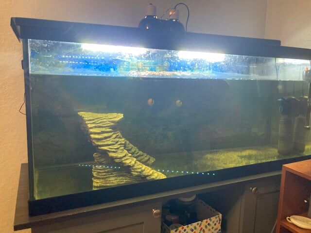 How Often Can I Clean My Turtle Tank And Make It Clearer V0 6Uiy2Cygn7F91 How To Clean Turtle Tank Glass