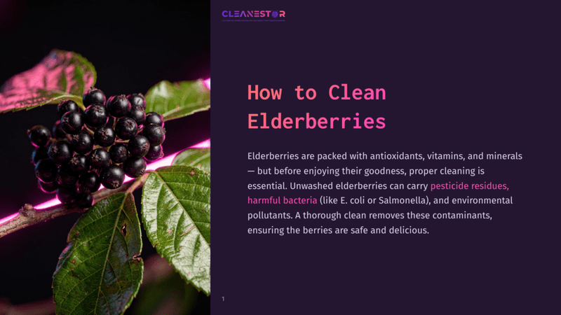 1 How To Clean Elderberries A Close-Up Of A Dark Purple Elderberry Cluster With Glossy, Deep Black Berries On A Green Leaf With Pink Edges, Against A Dark Purple Background, Illustrating How To Clean Elderberries.
