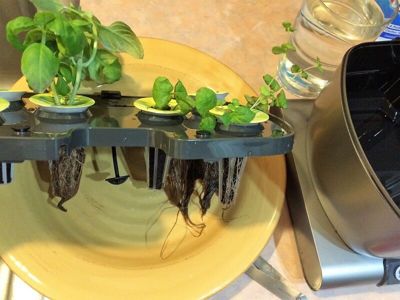 Remove Plant Deck Set Aside How Often To Clean Aerogarden