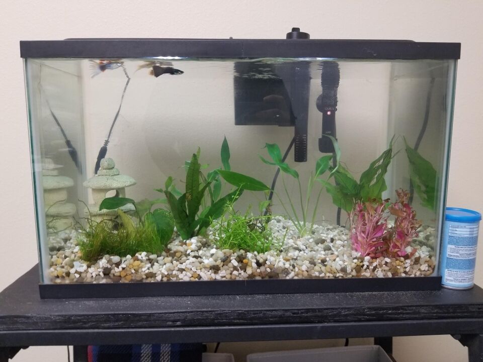 Zniyhmwvlk881 How Often To Clean A 10-Gallon Betta Tank
