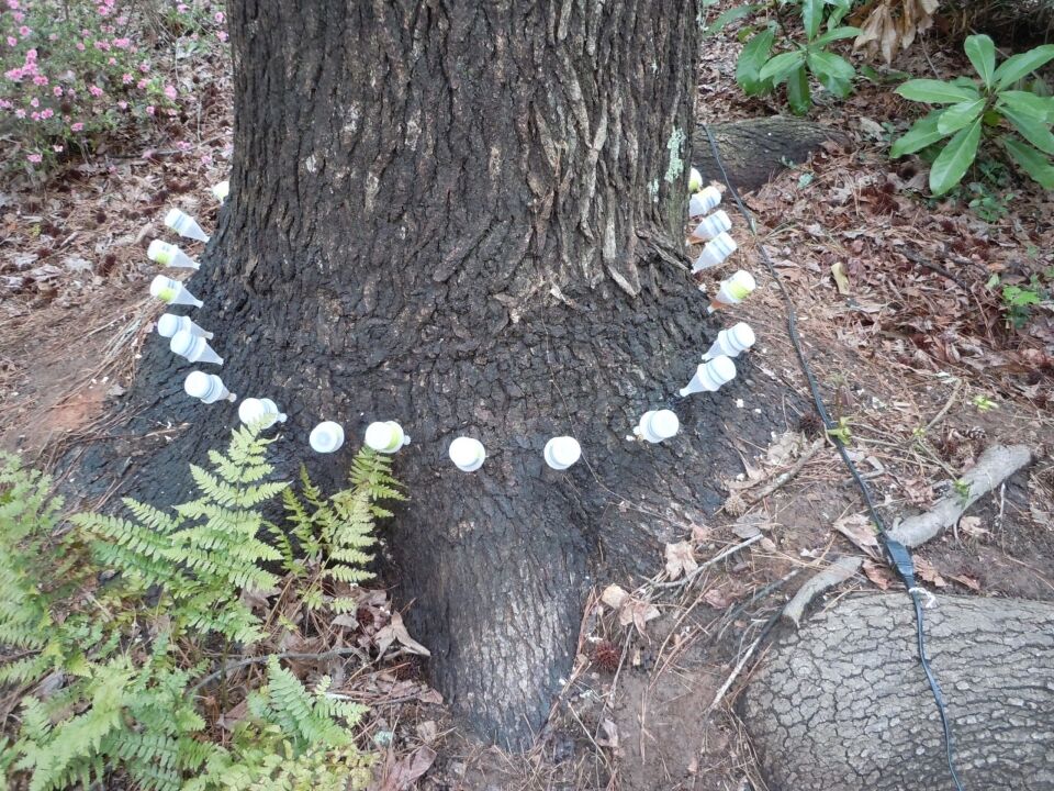 Sweetgum Ethepon Injection Scaled How To Clean Up Sweet Gum Balls